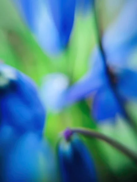 Unscharfer Blumenhintergrund Fokus Effekt Für Stilisiertes Aquarell Bild — Stockfoto