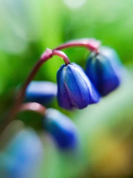 Bulanık çiçek arkaplanı - biçimlendirilmiş suluboya resim için odak efekti