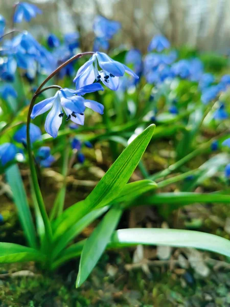 Şehirde mavi kar damlaları