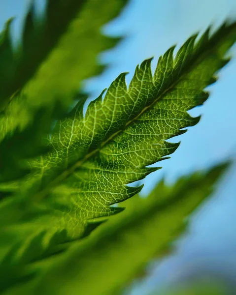 Parlayan güneşli mavi gökyüzü arka planında taze yeşil yapraklar. Makro, telefon ve makro mercekle çekilmiş yakın çekim fotoğrafı