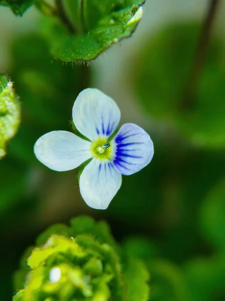 Pojedynczy Kwiat Zielonym Niewyraźnym Tle Efekt Makro Zbliżenie — Zdjęcie stockowe