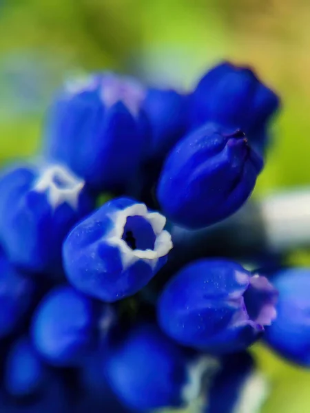 Hehite sınırında mavi muscari çiçekleri. Yakın plan ve detaylı, mavi arkaplan. Makro mercekli telefonla çekilmiş.