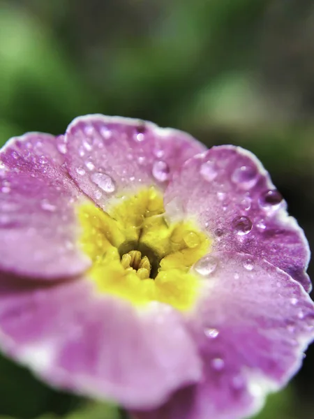 Yeşil arkaplanda tek bir çiçek - makro kapatma efekti