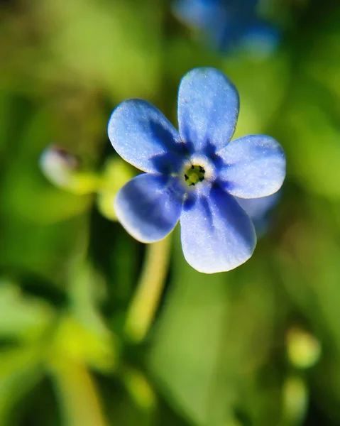 Yeşil arkaplanda tek bir çiçek - makro kapatma efekti