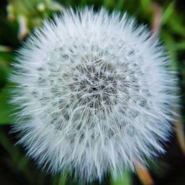 Tohumları olan bir kuş beyinli.