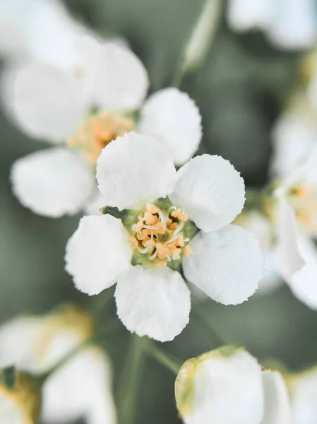 Μικρά Άνθη Λευκών Ανθών Λεπτομερής Εικόνα Για Φόντο Μέσα Κοινωνικής — Φωτογραφία Αρχείου