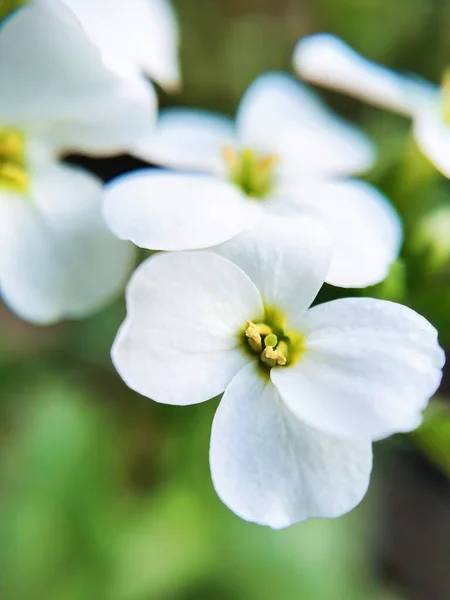 Küçük beyaz çiçek - arkaplan veya sosyal medya için ayrıntılı resim
