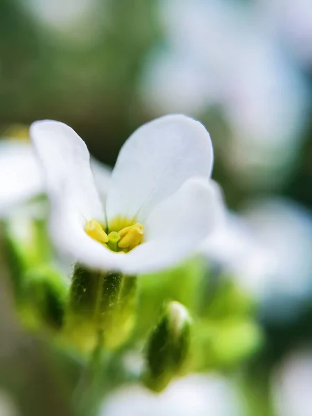 Μικρό Λευκό Λουλούδι Κέντρο Γιαλού Πράσινο Φόντο Φως Του Ήλιου — Φωτογραφία Αρχείου