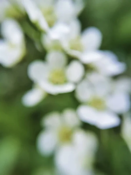 Акварель Белый Зеленый Фон Гладкой Обезжиренные Цветы — стоковое фото