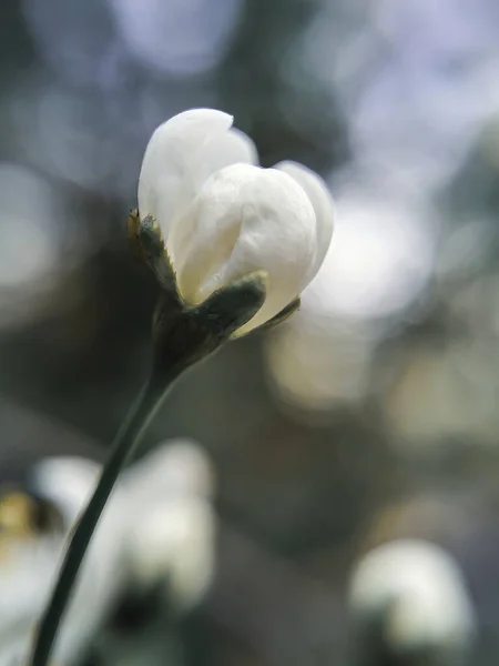 Eine Zarte Weiße Blütenknospe Auf Grünem Hintergrund — Stockfoto