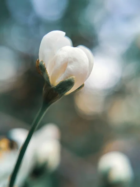 Yeşil arka planda tek narin beyaz çiçek tomurcuğu