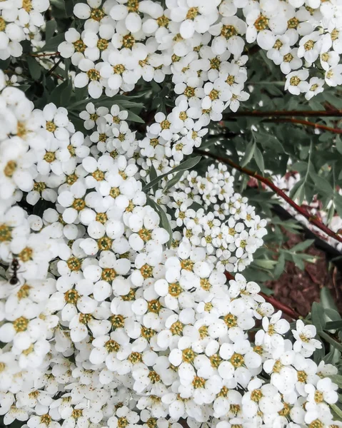 Маленькие Белые Цветы Подробная Картинка Фона Социальных Сетей — стоковое фото