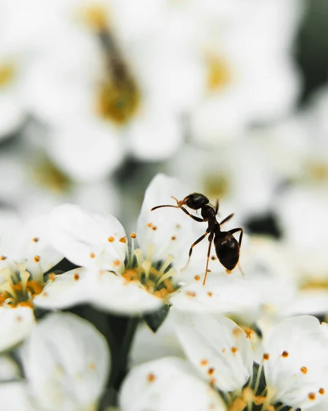 Ayrıntılı olarak beyaz bir çiçek yaprağının üzerinde oturan tek bir karınca. 