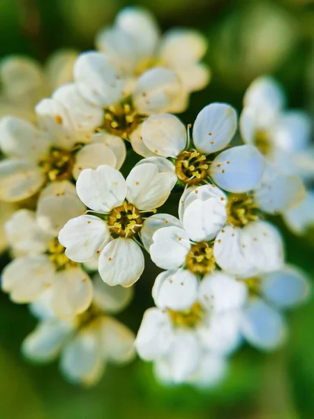 Küçük beyaz çiçek - arkaplan veya sosyal medya için ayrıntılı resim