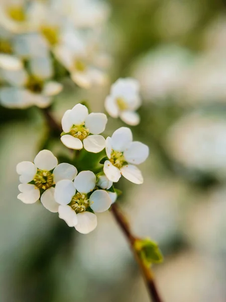 Küçük beyaz çiçek - arkaplan veya sosyal medya için ayrıntılı resim