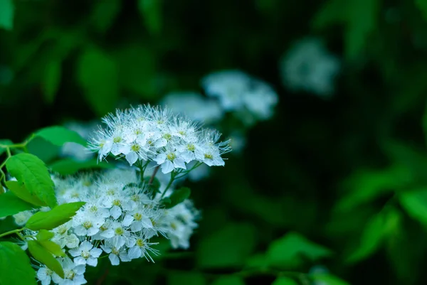 Una Gran Cantidad Pequeñas Flores Naturales Blancas Sobre Fondo Verde — Foto de Stock