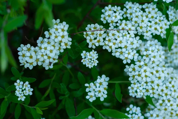 Πολλά Μικρά Λευκά Φυσικά Λουλούδια Πράσινο Φόντο — Φωτογραφία Αρχείου