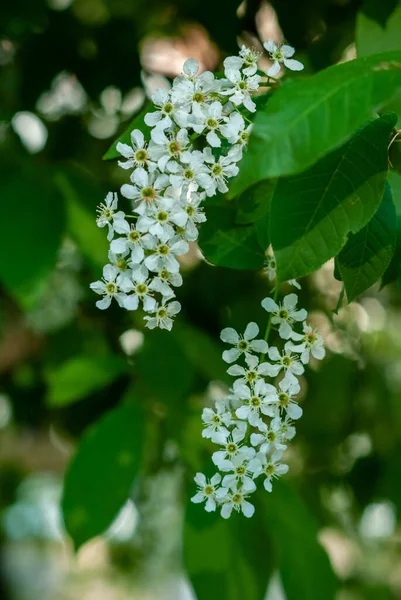 緑の背景に白い小さな自然花がたくさんあります — ストック写真