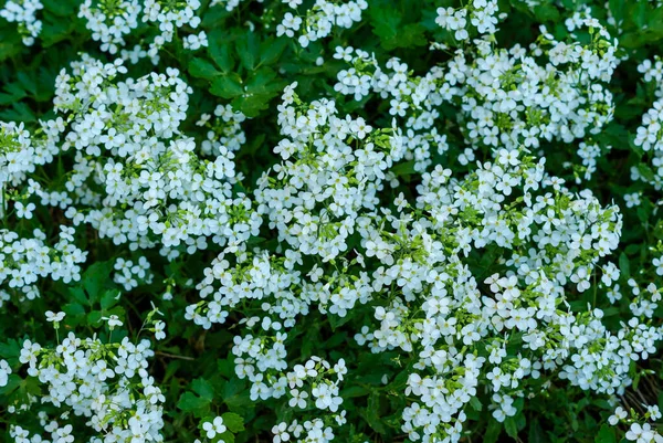 Πολλά Μικρά Λευκά Φυσικά Λουλούδια Πράσινο Φόντο — Φωτογραφία Αρχείου