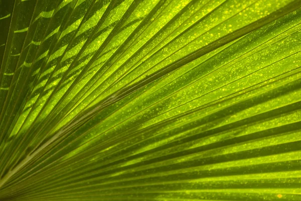 Stor Palm Löv Närbild — Stockfoto