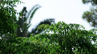 Beyaz bir arka planı olan güzel egzotik ağaç yaprakları.