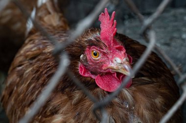 Ev yapımı tavuk yakın plan. Çiftlikte, kümes hayvanlarında ve ev konseptinde benekli tavuk. Tavuk kümesinde tavuk.
