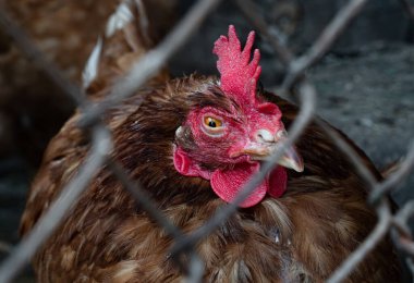 Ev yapımı tavuk yakın plan. Çiftlikte, kümes hayvanlarında ve ev konseptinde benekli tavuk. Tavuk kümesinde tavuk.