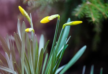 Güneş ışığının güzel doğası. Ormanda taze bahar çiçeklerine yakın çekim.