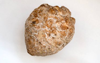 Taze kereviz kökü doğal ışıkta elle yetiştirilir..