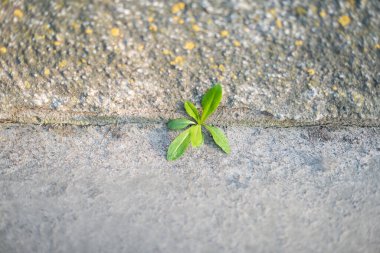 kahve çekirdekleri beyaz zemin üzerine bir avuç