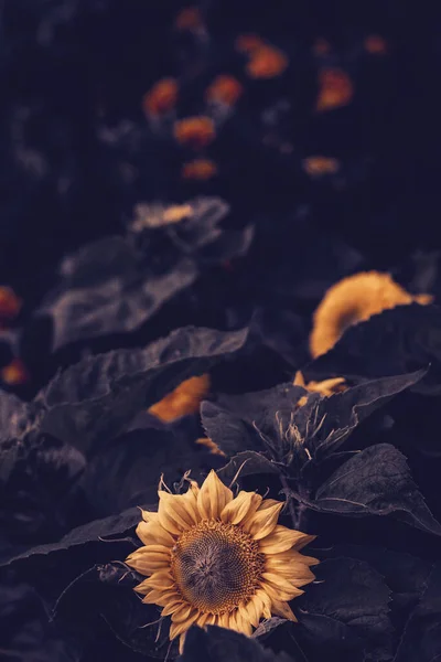 Napraforgó virág sötét háttérrel. Természet és élelmiszer. — Stock Fotó