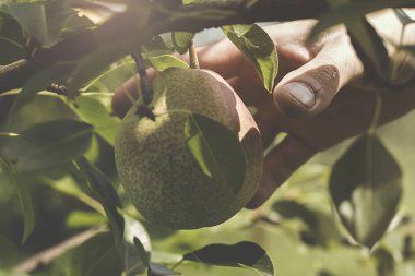 Dalda olgun armut var. Yakın plan..