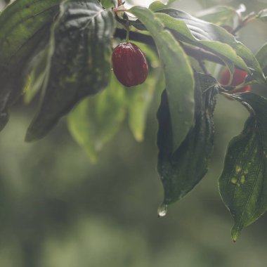 Kırmızıüzümler çalılarda. 