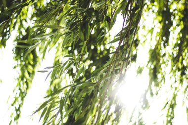 Güneş ışınlarının arka planında söğüt dalları. 