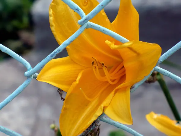 Egy Gyönyörű Sárga Liliom Virág Zöld Háttér Néző Jobb Kék — Stock Fotó