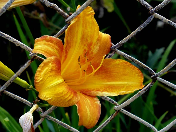 Egy Gyönyörű Sárga Liliom Virág Zöld Háttér Néző Jobb Fém — Stock Fotó
