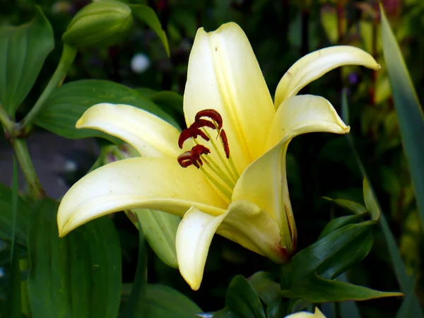 Eine Schöne Gelbe Lilienblüte Auf Grünem Hintergrund Mit Blick Auf — Stockfoto