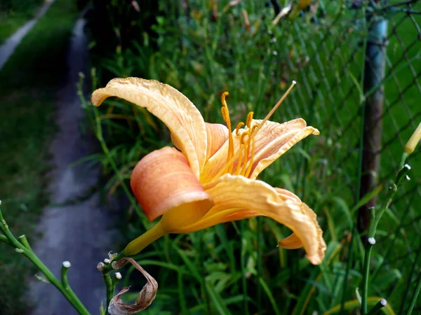 Egy Gyönyörű Sárga Liliom Virág Zöld Háttér Néző Jobb Fém — Stock Fotó