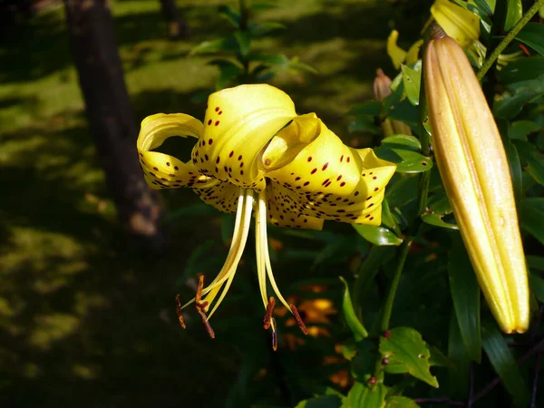 Egy Gyönyörű Sárga Liliom Virág Zöld Háttér Néző Jobbra Lógó — Stock Fotó