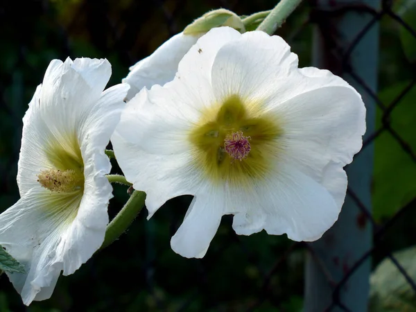 两朵白色的冬青软木软糖花在花园绿叶金属篱笆旁 — 图库照片