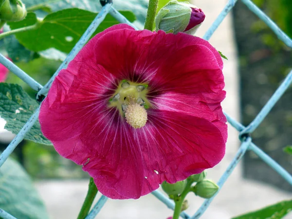 Mauve Rose Bordeaux Hollyhock Fmallow Malva Fleur Jardin Feuilles Vertes — Photo