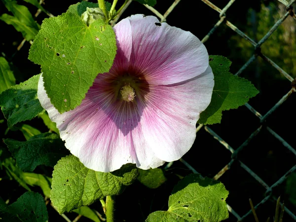 在花园绿叶金属篱笆的背景上 紫色的紫红色冬青软木花 — 图库照片