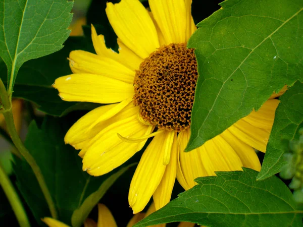 Jardín Girasol Cubierto Con Una Hoja Flores Amarillas Hojas Verdes —  Fotos de Stock