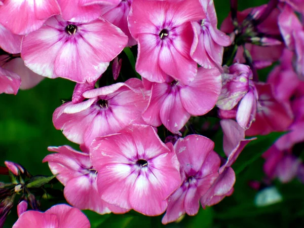 Purple Phlox Flower Violet Pink Many Garden Many Flowers Twig — Stock Photo, Image