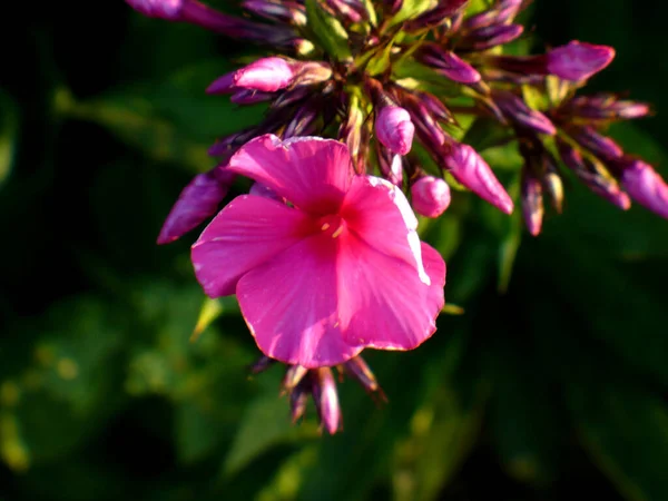 Violet Phlox Fleur Violet Rose Beaucoup Dans Jardin Beaucoup Boutons — Photo