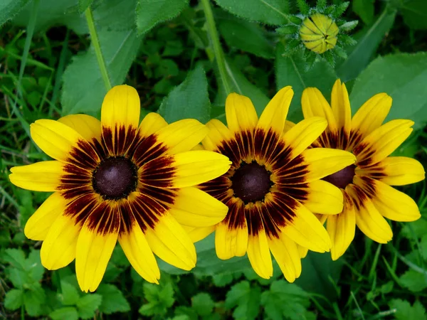 Três Flores Amarelas Jardim Folhas Verdes Fechar Marrom Laranja Centro — Fotografia de Stock