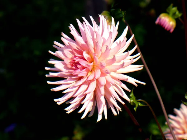 Одне Рожеве Фіолетове Листя Далії Зелене Гілочка Сонці Світла Квітка — стокове фото