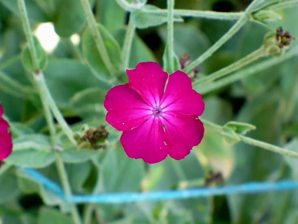 Une Fleur Phlox Violet Violet Sur Prairie Dans Jardin Fleur — Photo