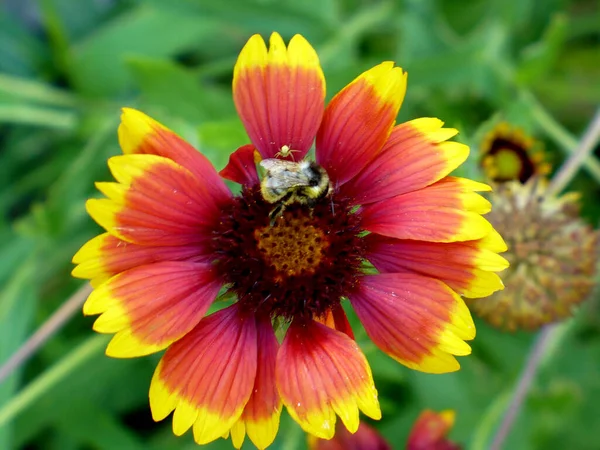 Abelha Senta Uma Flor Gailardia Tiro Cima Cerca Metal Backgroind — Fotografia de Stock