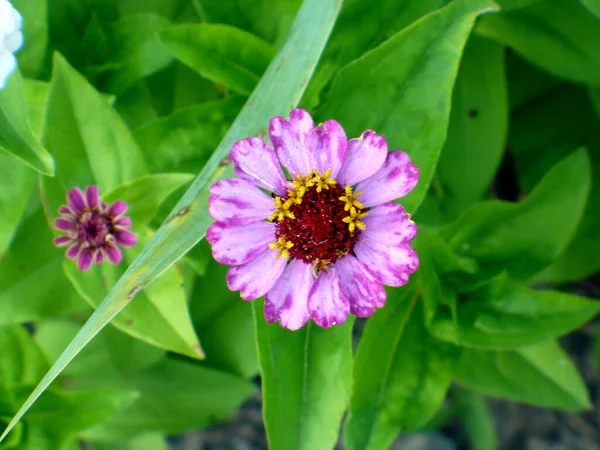 单瓣紫色紫罗兰花美丽的绿叶褐色地面 — 图库照片